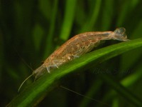 /album/i-miei-acquari/caridina-1c-jpg/